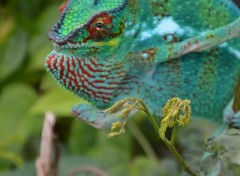  Animals CAMELEON  ILE  DE  LA  REUNION 