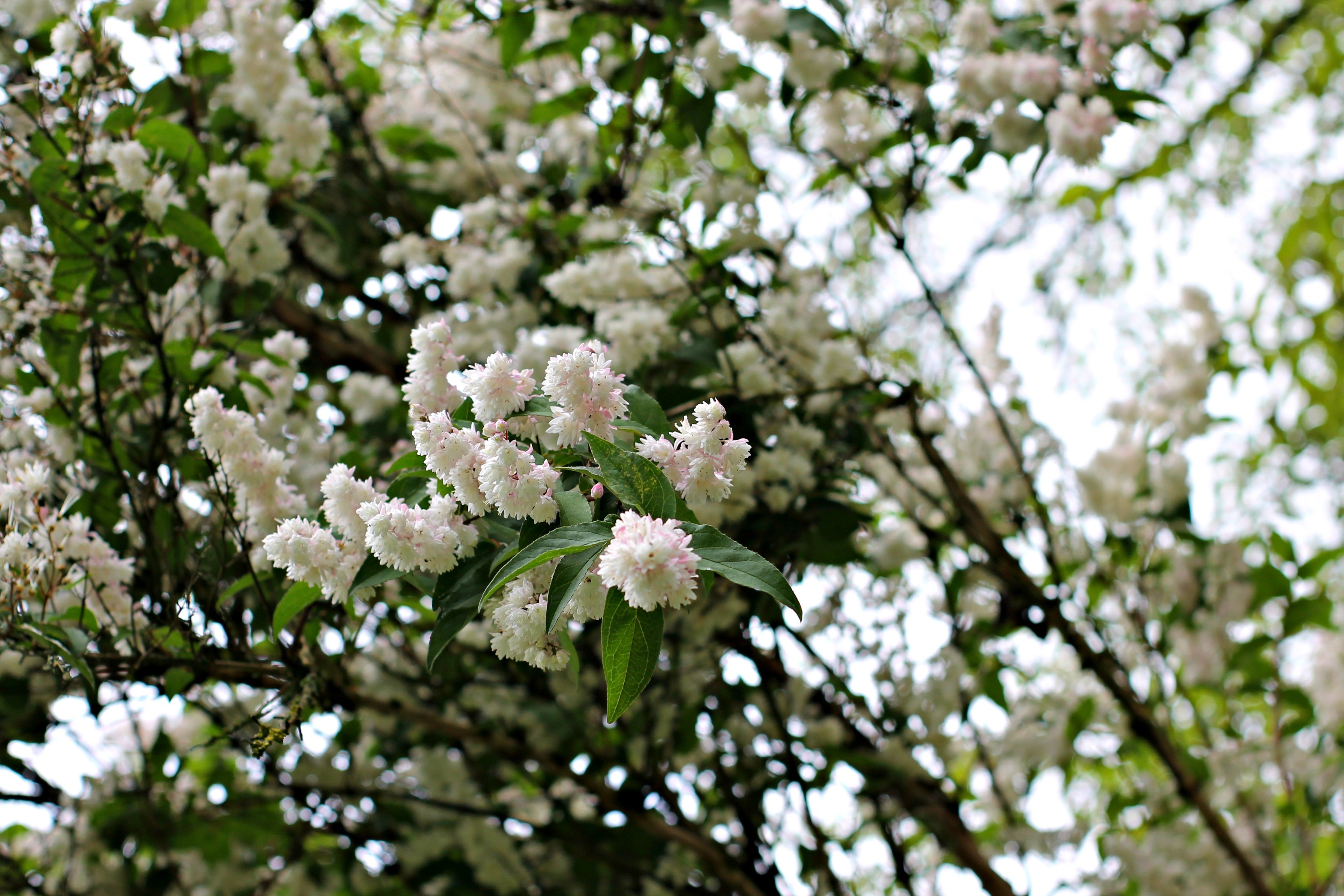 Wallpapers Nature Flowers 