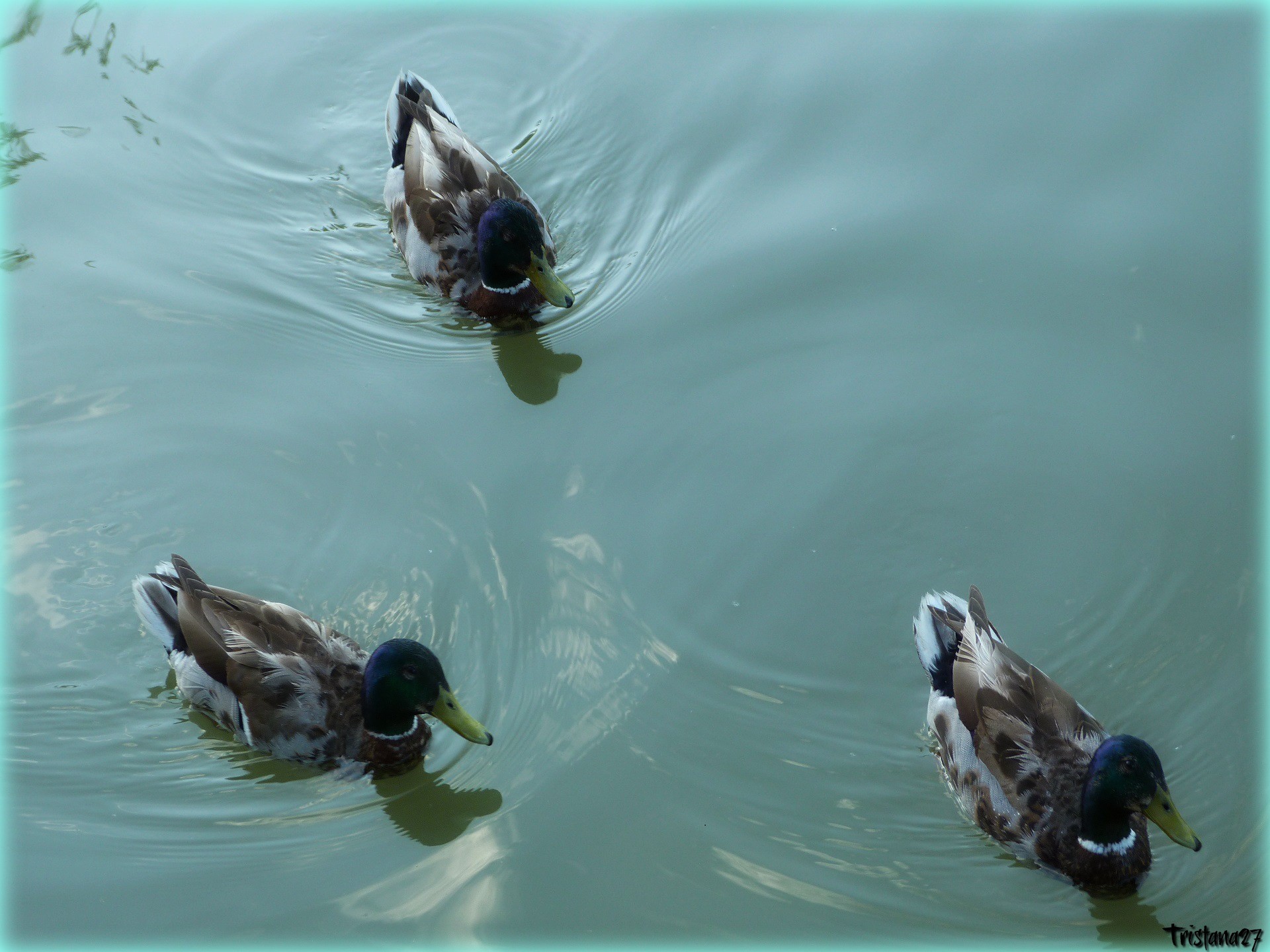 Fonds d'cran Animaux Oiseaux - Canards Trois jolis canards...