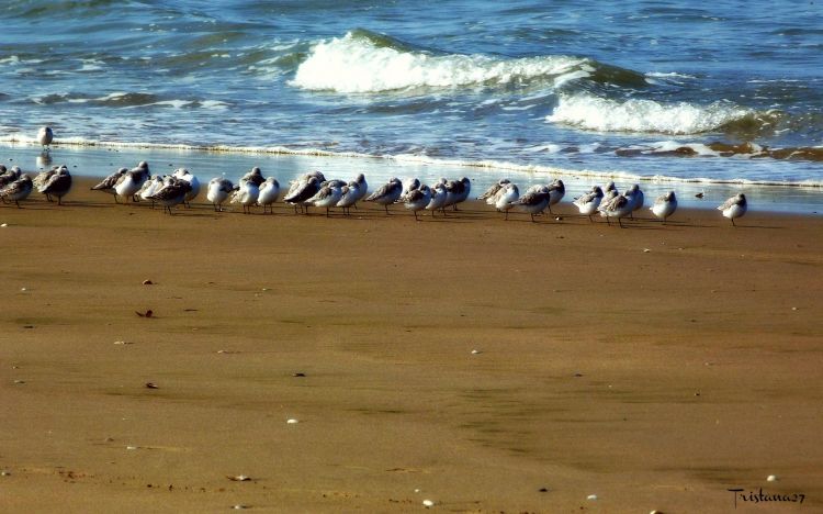 Fonds d'cran Animaux Oiseaux - Mouettes et Golands Wallpaper N437523