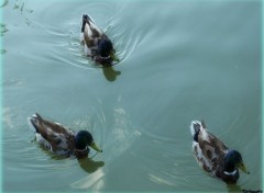  Animals Trois jolis canards...