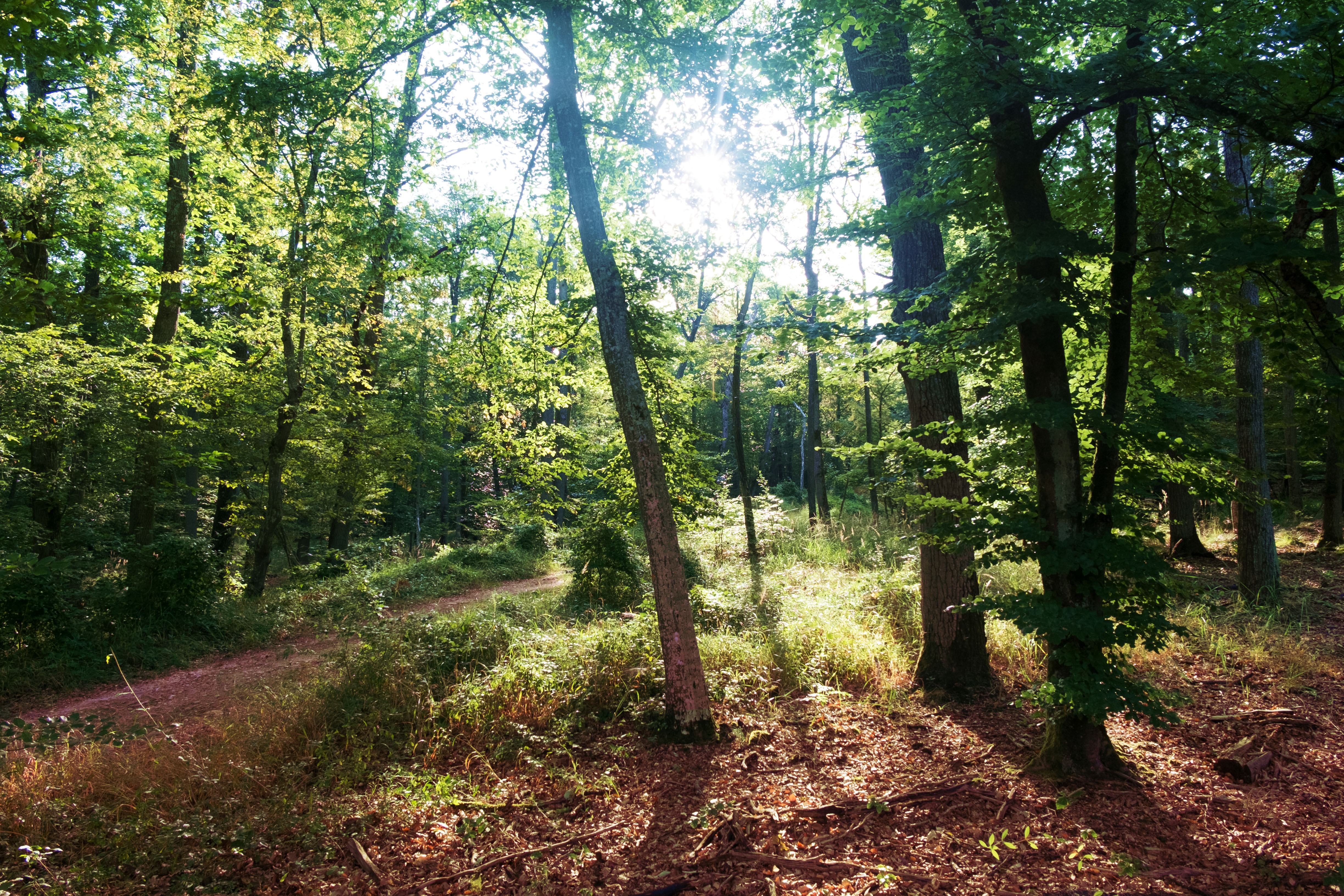 Wallpapers Nature Trees - Forests 