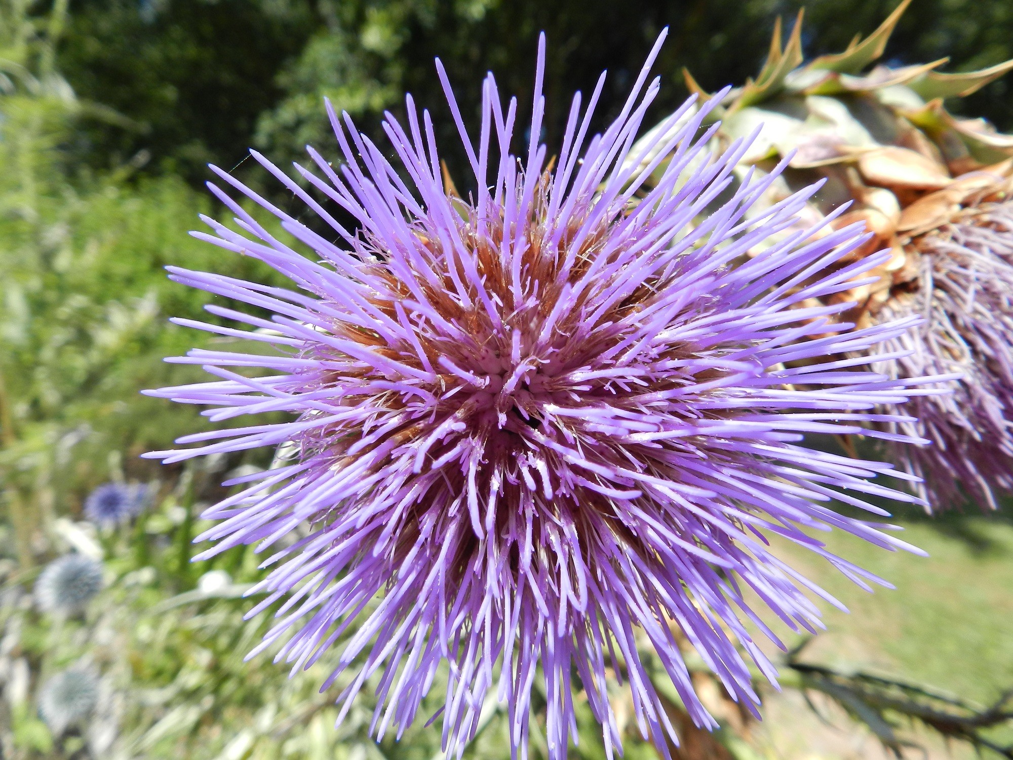 Fonds d'cran Nature Fleurs 