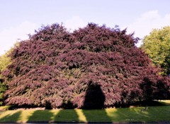  Nature PARC BARBIEUX 2016