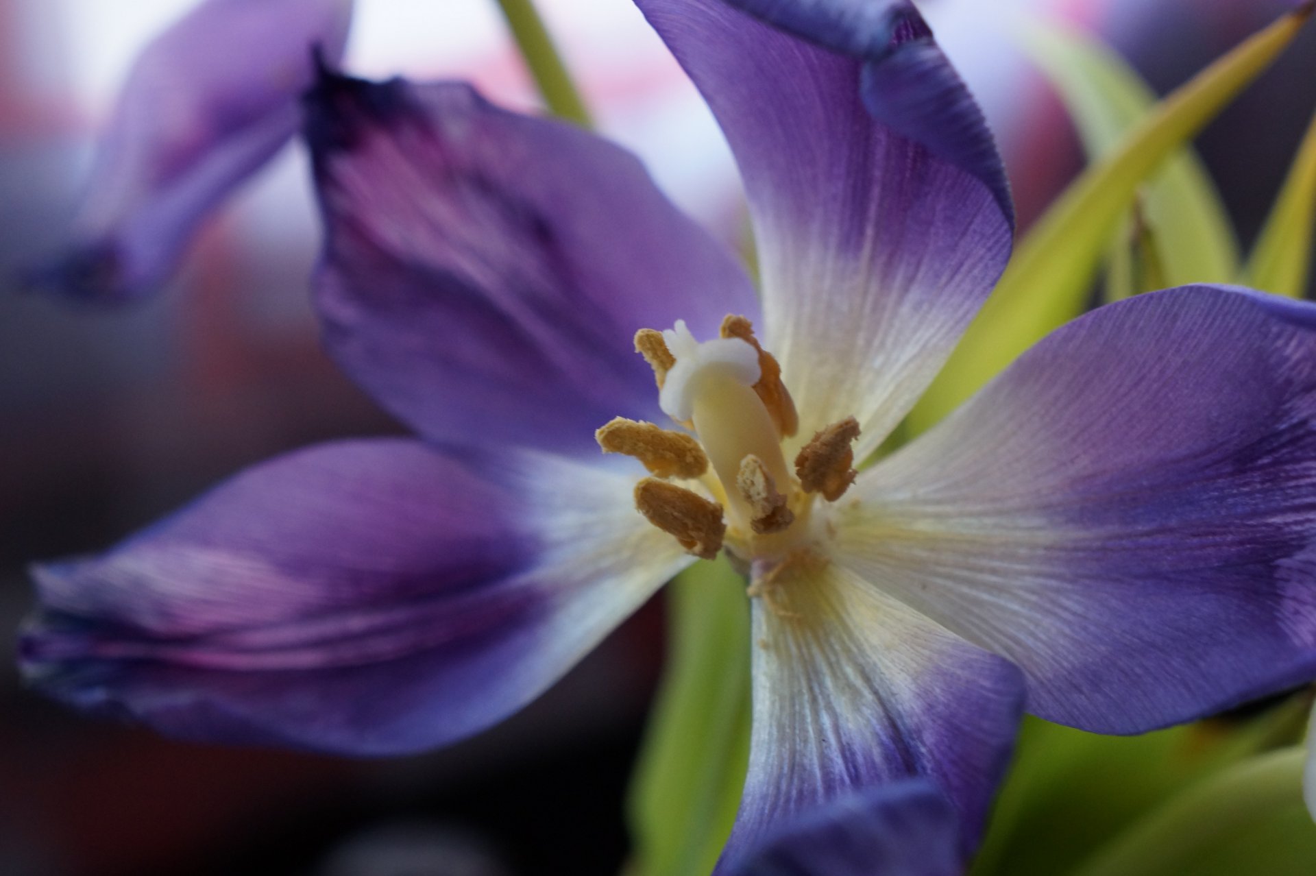 Wallpapers Nature Flowers Purple Flower