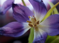  Nature Purple Flower