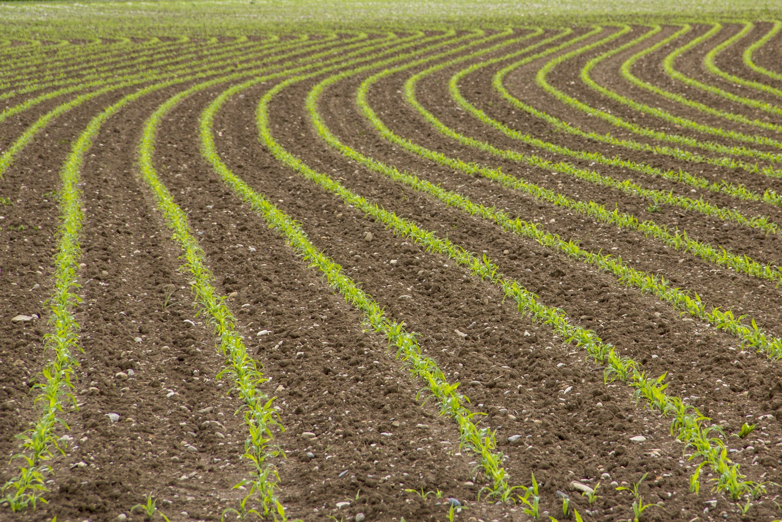 Fonds d'cran Nature Champs - Prairies culture parallle