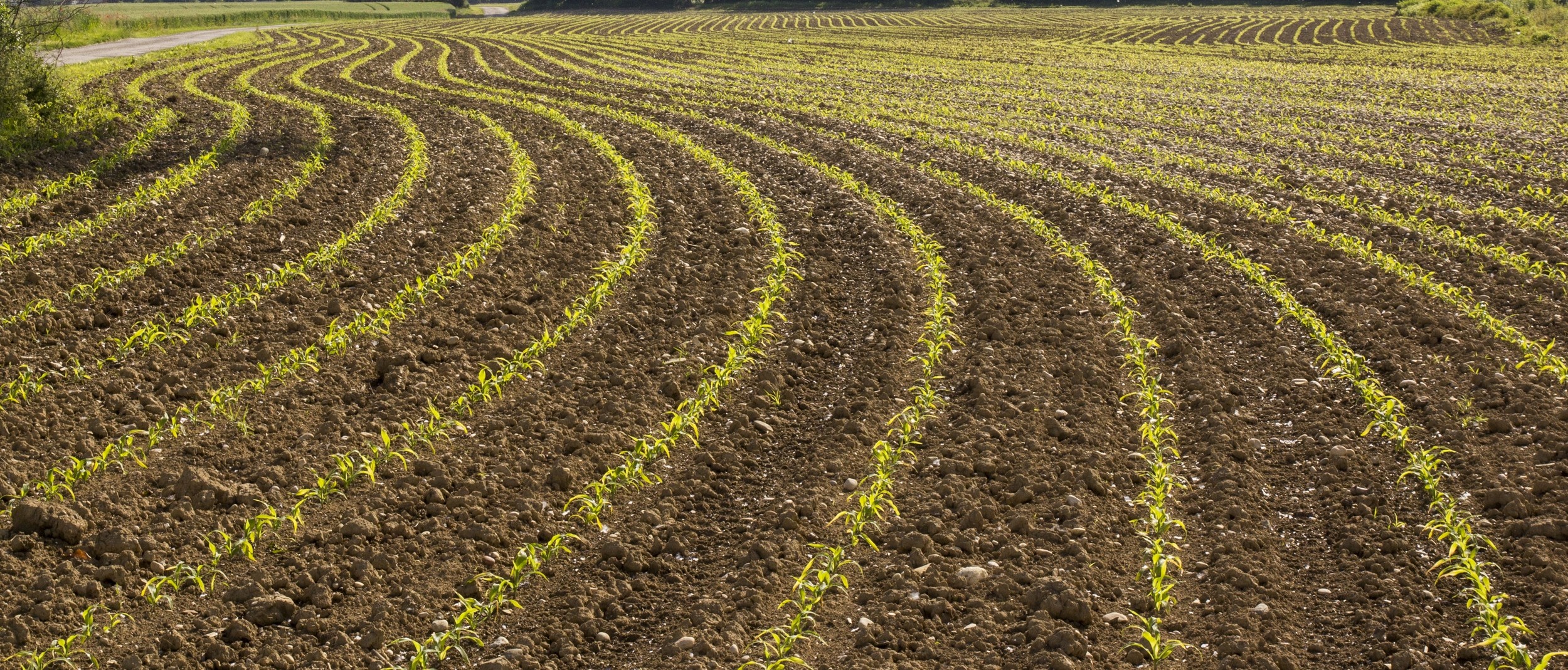 Fonds d'cran Nature Champs - Prairies culture parallle