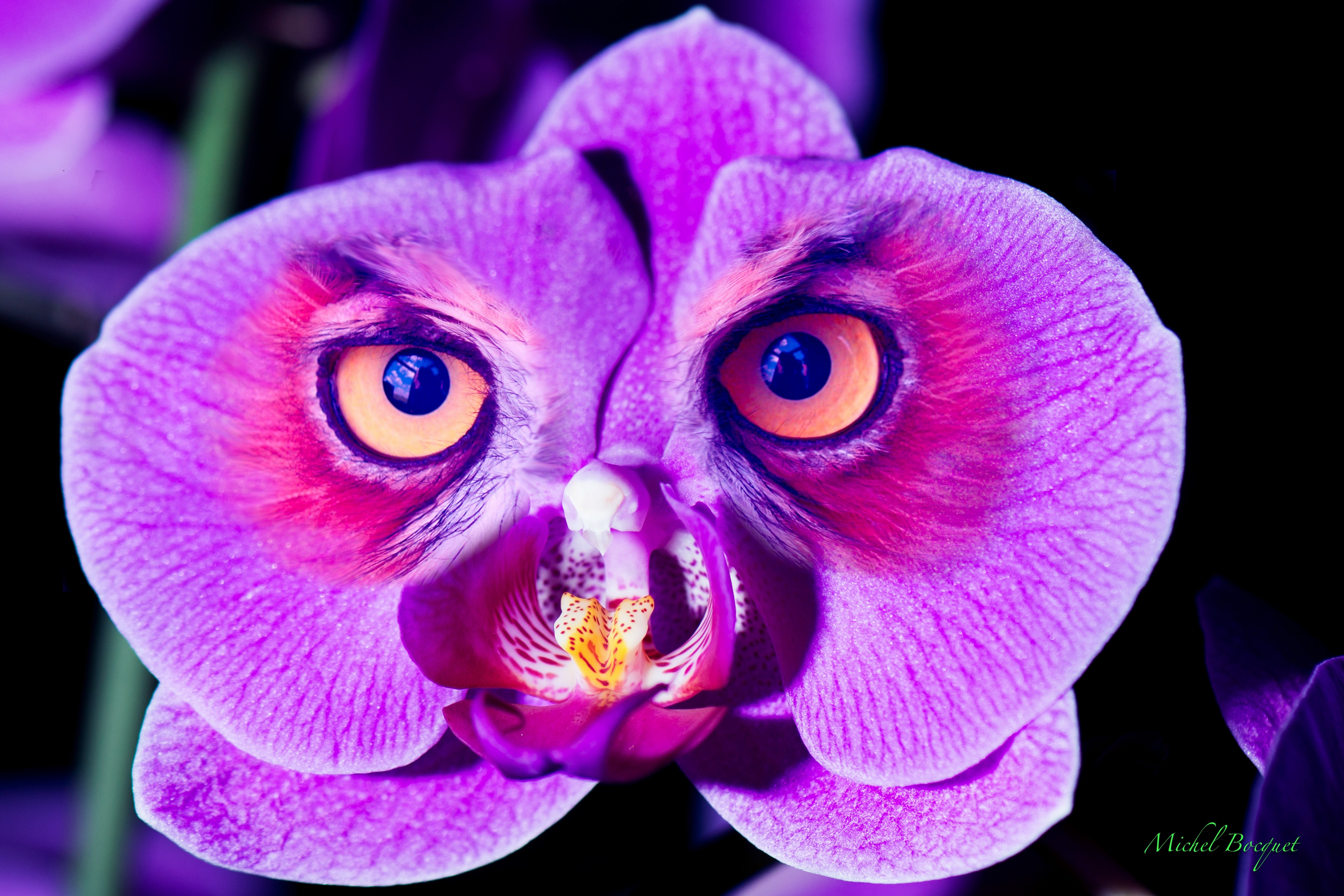 Fonds d'cran Art - Numrique Nature - Fleurs Orchibou