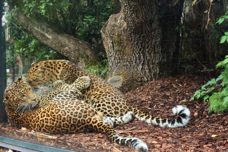 Fonds d'cran Animaux Flins - Panthres des neiges panthères de chine du nord