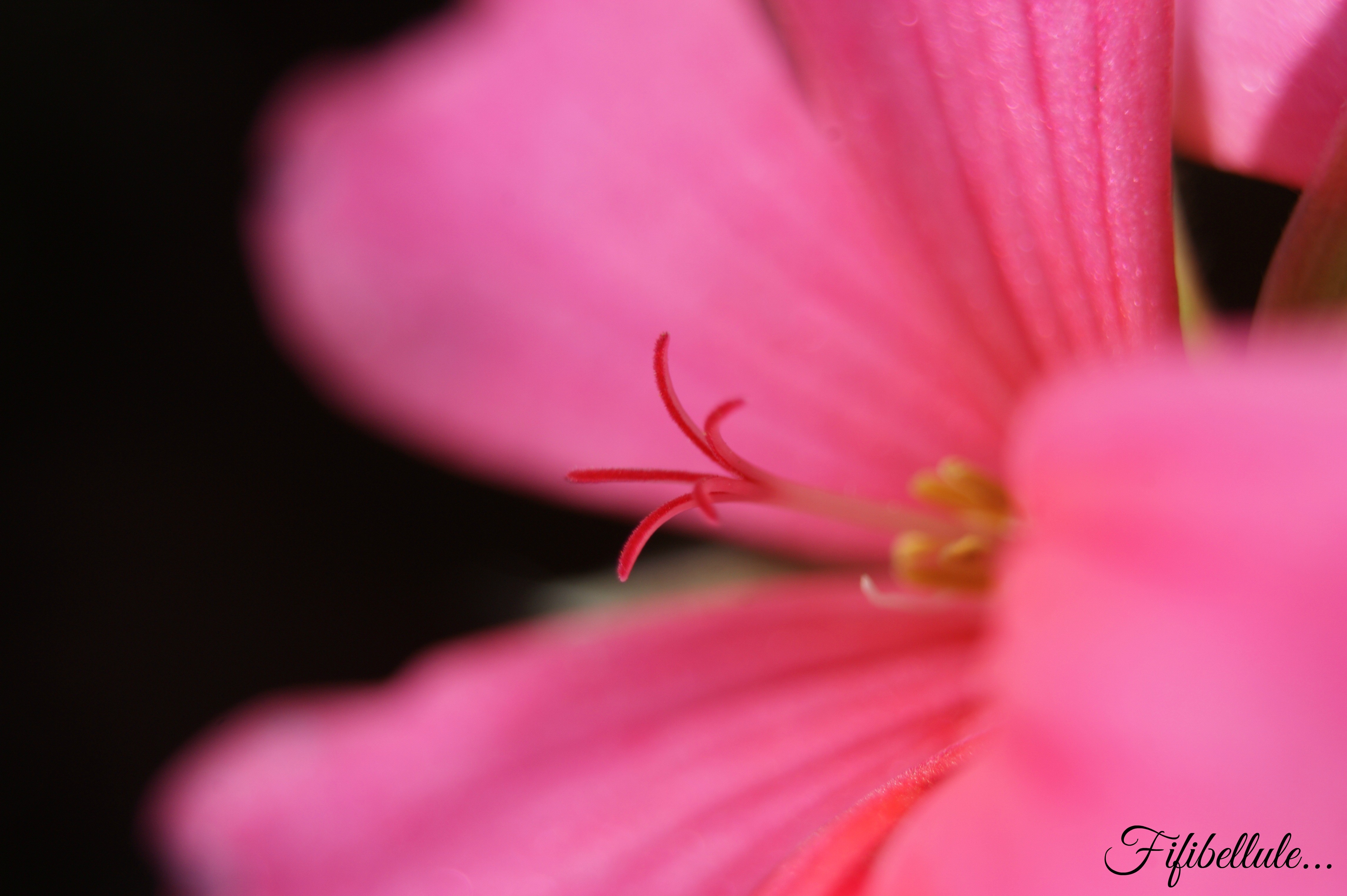 Wallpapers Nature Flowers 2eme essaie macro 