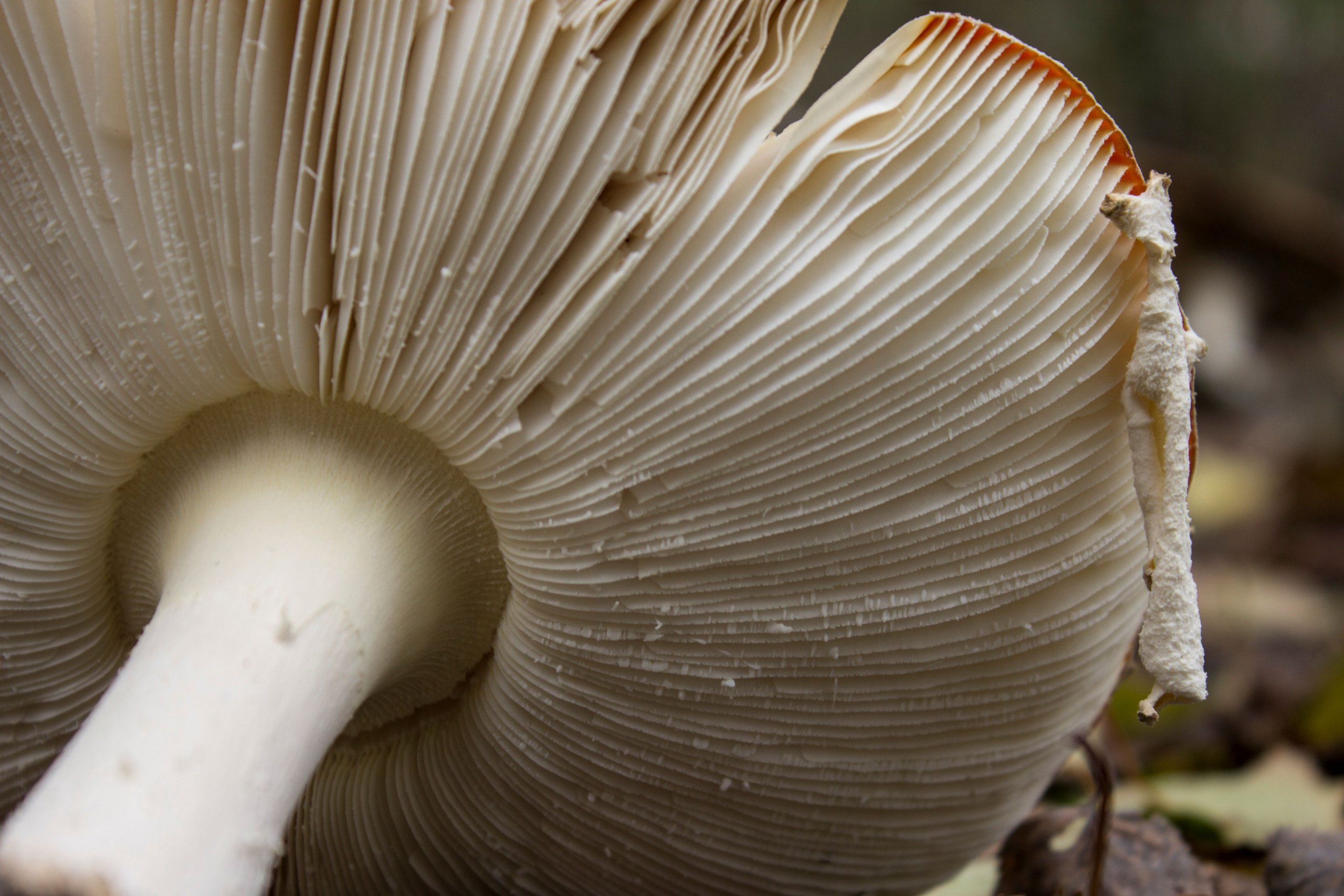 Fonds d'cran Nature Champignons 