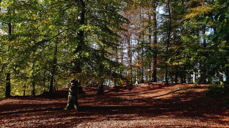 Fonds d'cran Nature Saisons - Automne Ambiance automnale à La Hulpe (Belgique)