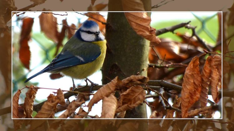 Wallpapers Animals Birds - Chickadees Mésange bleue