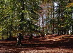  Nature Ambiance automnale à La Hulpe (Belgique)