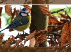  Animaux Mésange bleue