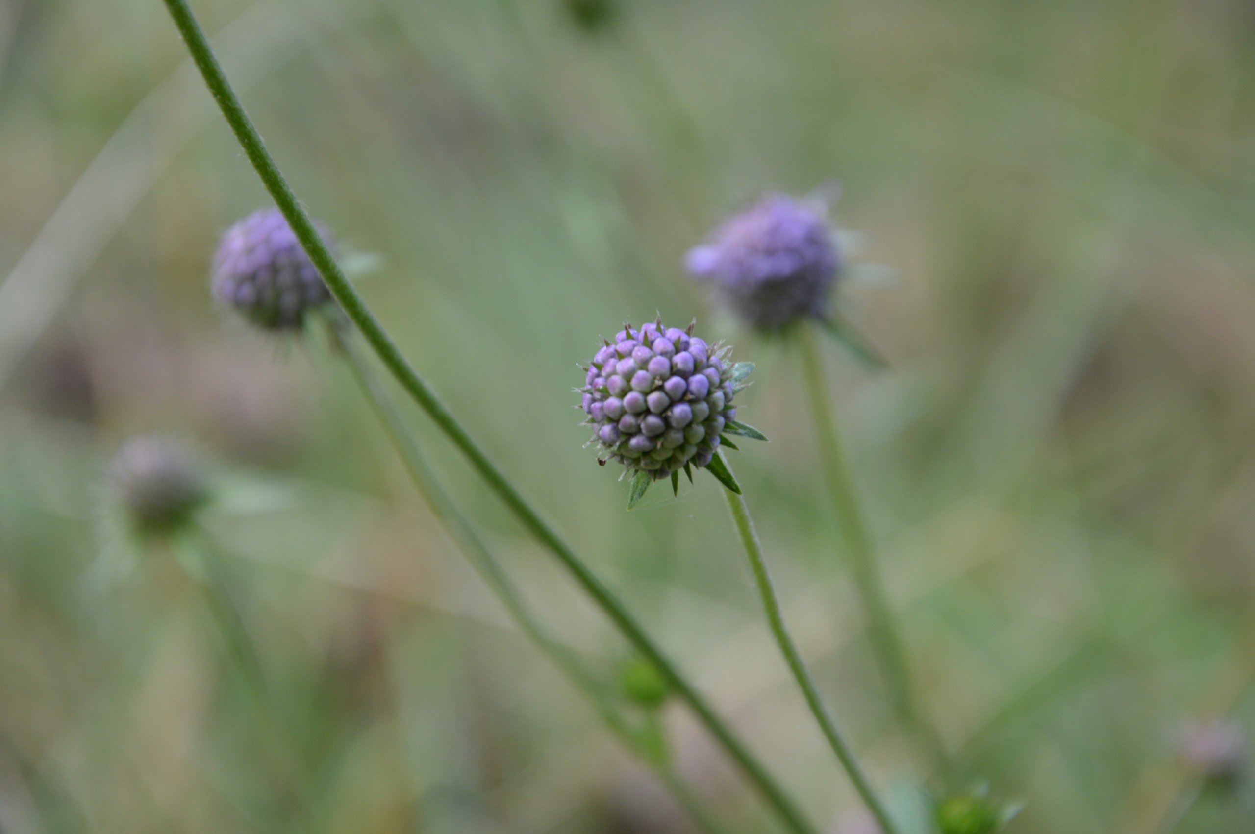 Fonds d'cran Nature Fleurs 