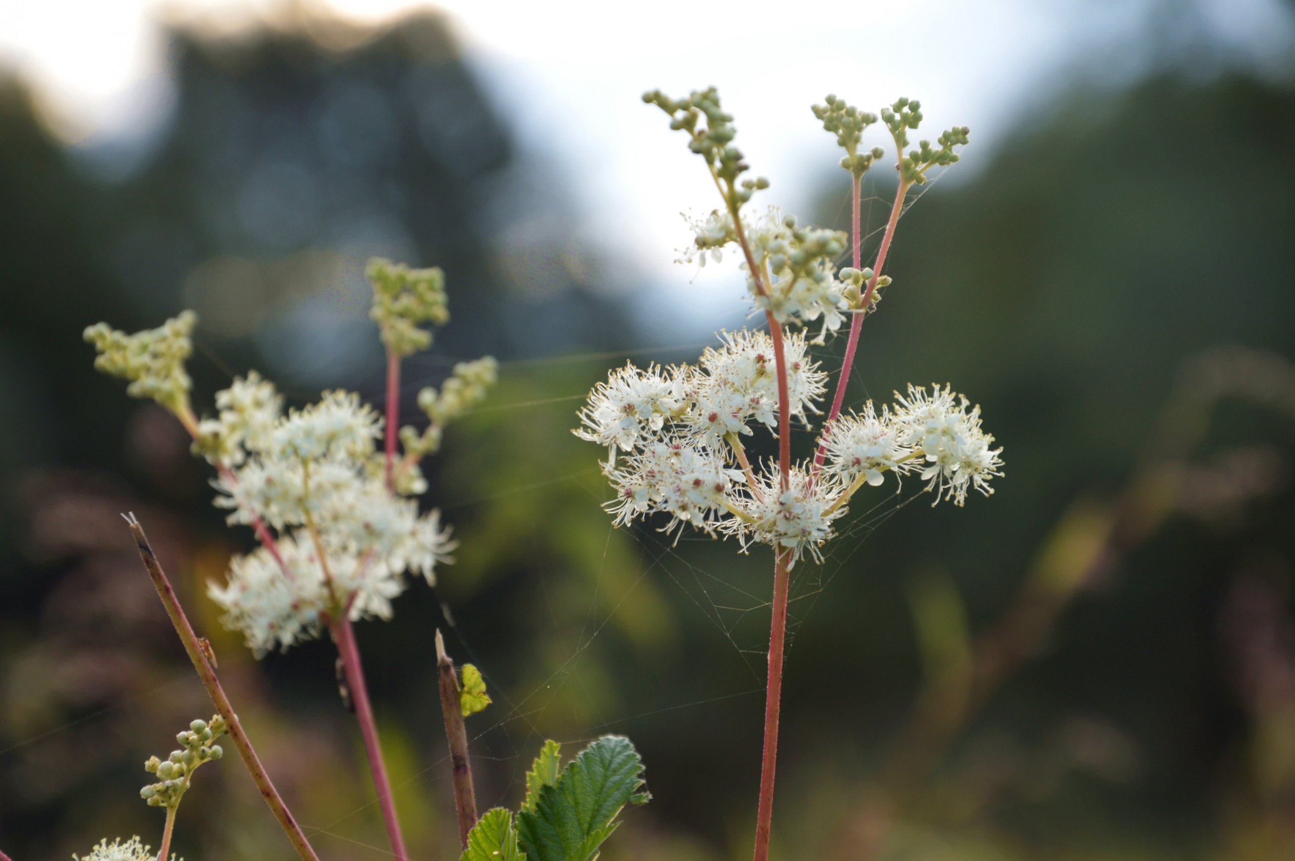 Fonds d'cran Nature Fleurs 