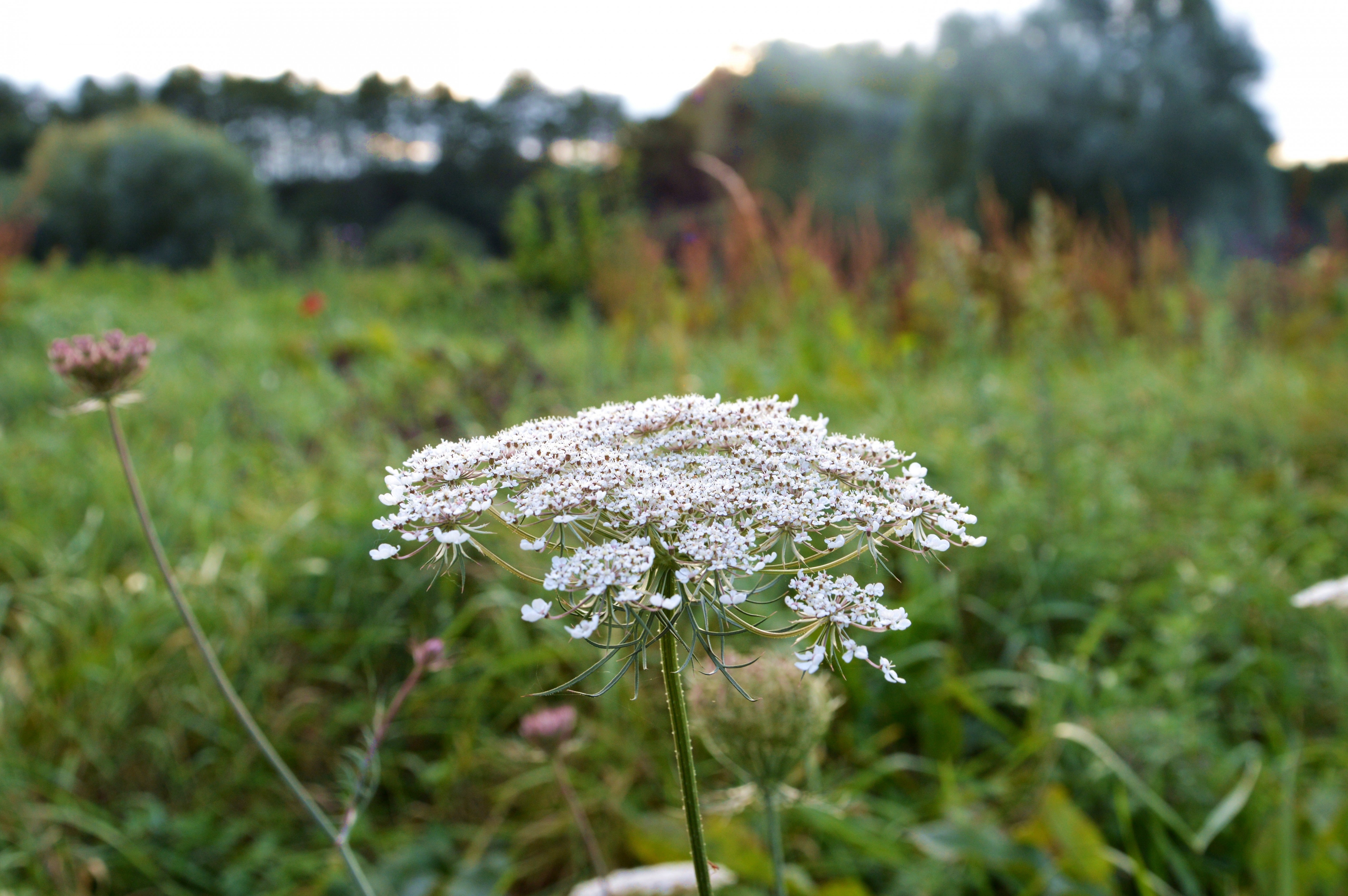 Fonds d'cran Nature Fleurs 