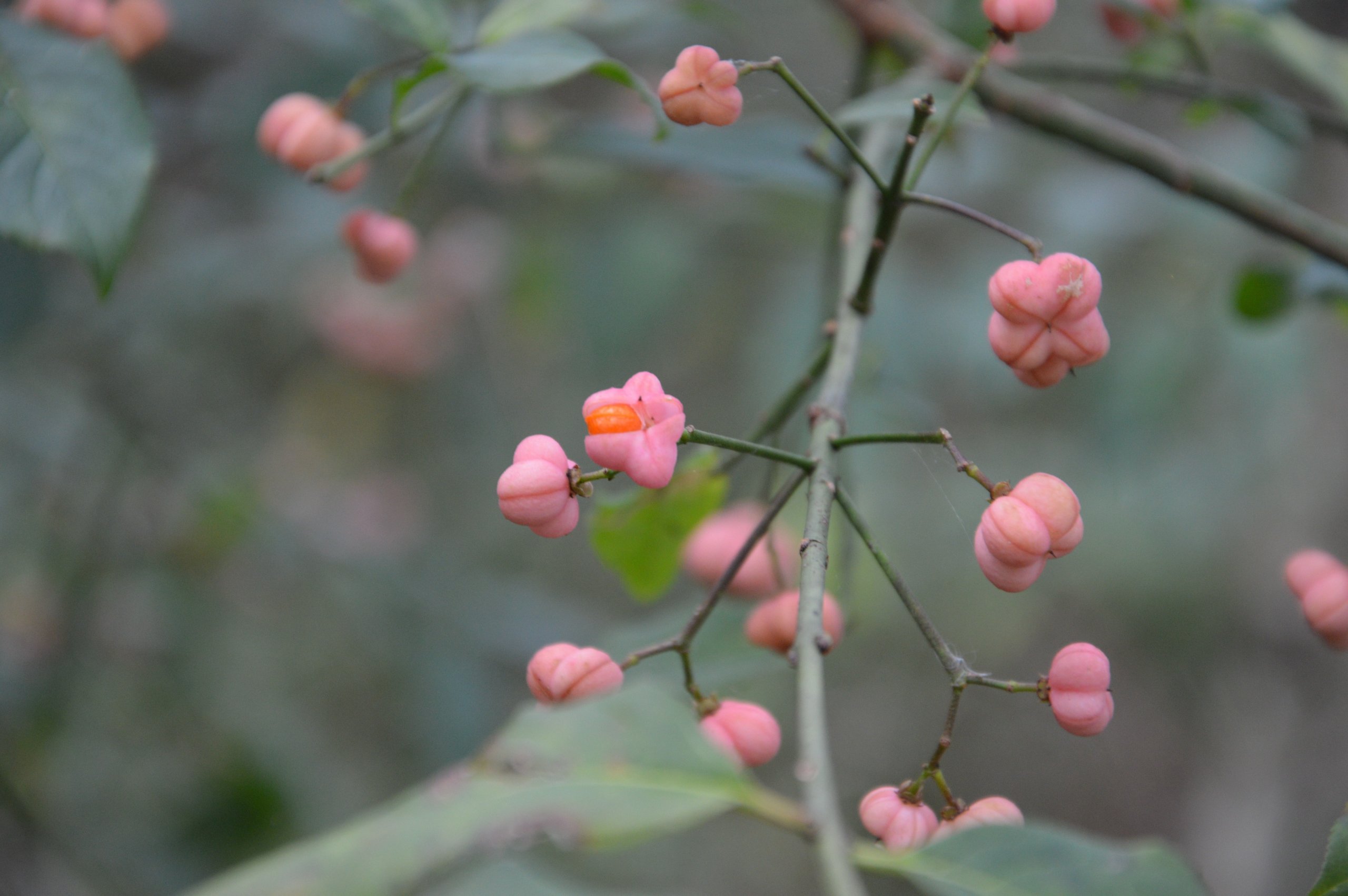 Fonds d'cran Nature Fleurs Fusain d'Europe