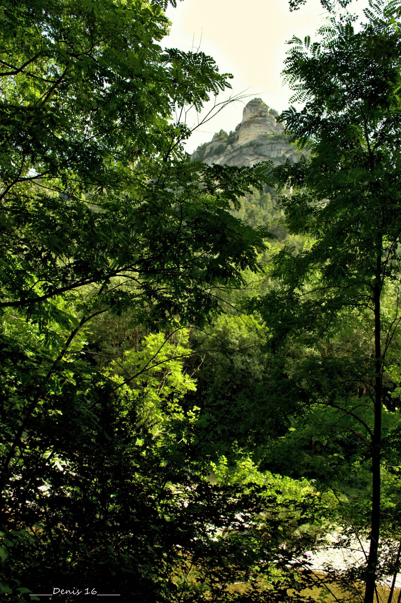 Fonds d'cran Nature Arbres - Forts GORGES DU TARN