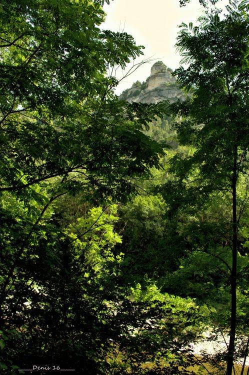 Fonds d'cran Nature Arbres - Forts GORGES DU TARN