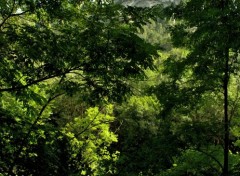  Nature GORGES DU TARN