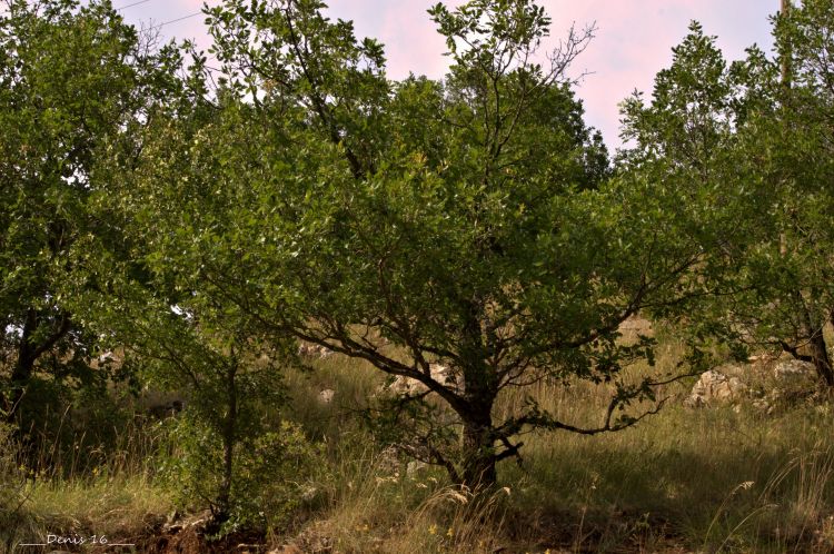 Wallpapers Nature Trees - Forests GORGES DU TARN