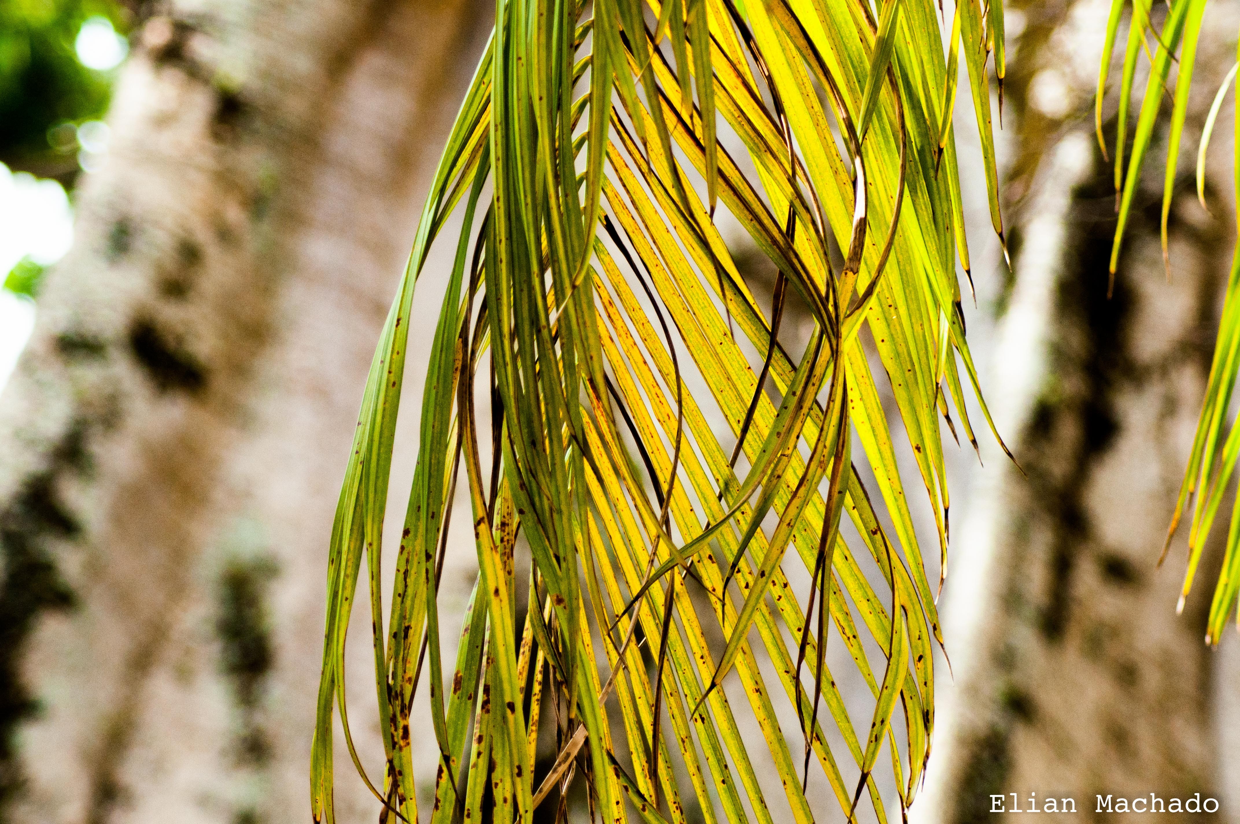 Wallpapers Nature Trees - Forests 16-10 - Swiss Park Campinas BR