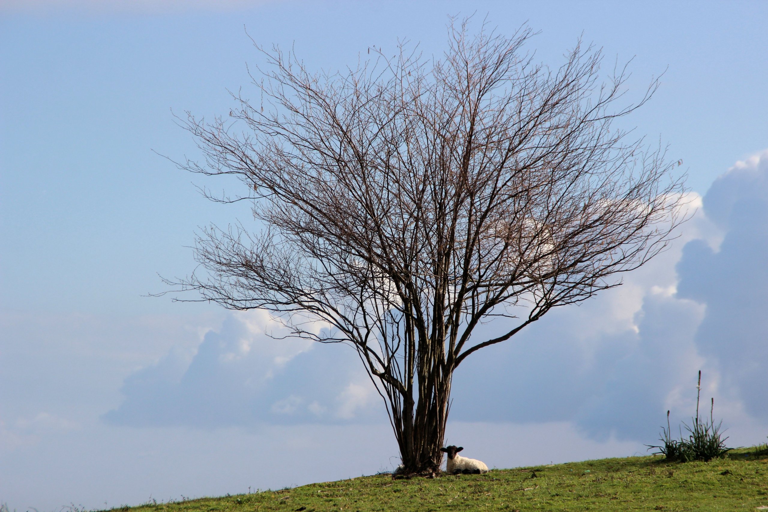 Fonds d'cran Nature Arbres - Forts 