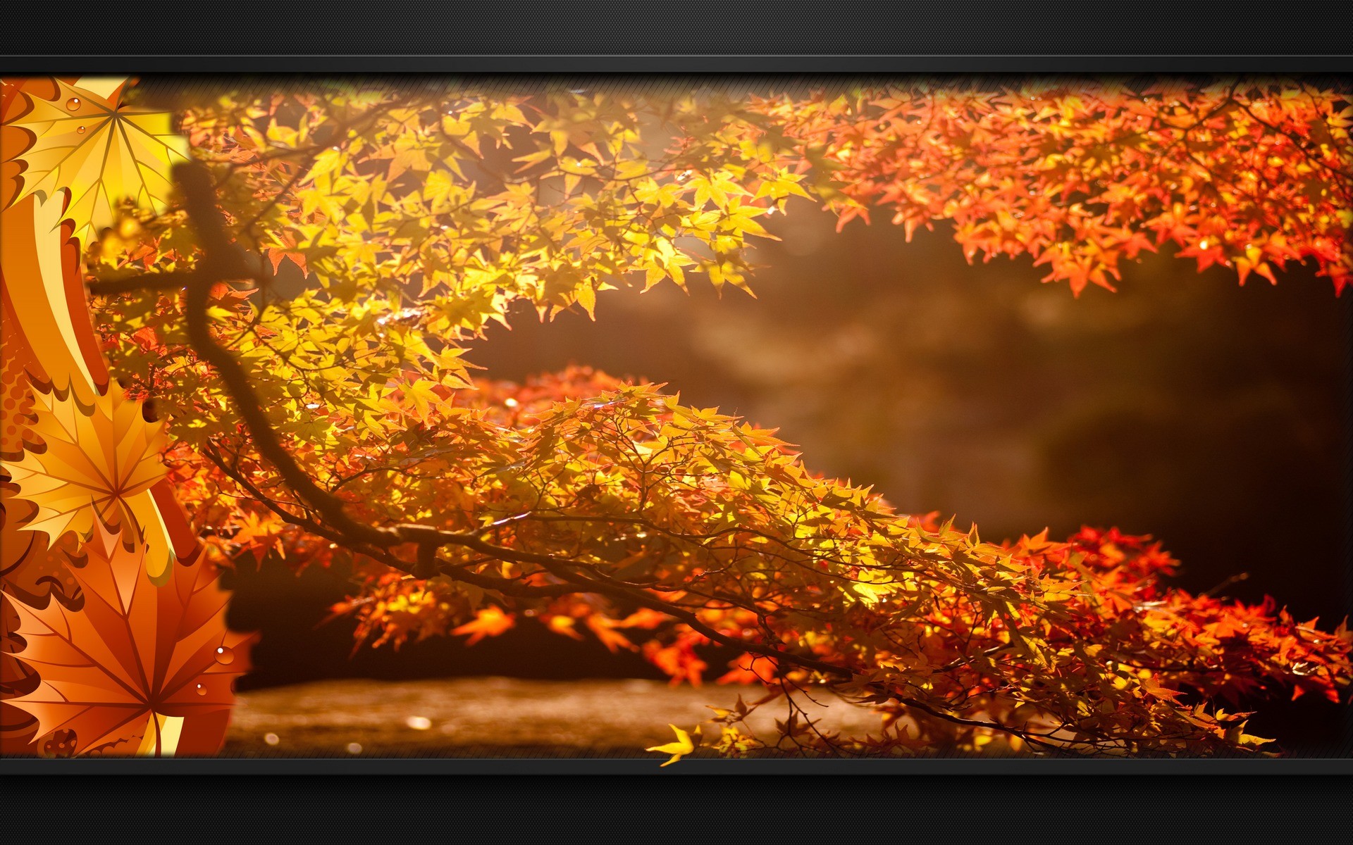 Fonds d'cran Nature Feuilles - Feuillages 