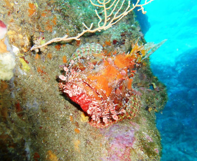 Fonds d'cran Animaux Vie marine - Poissons plonge sous marine