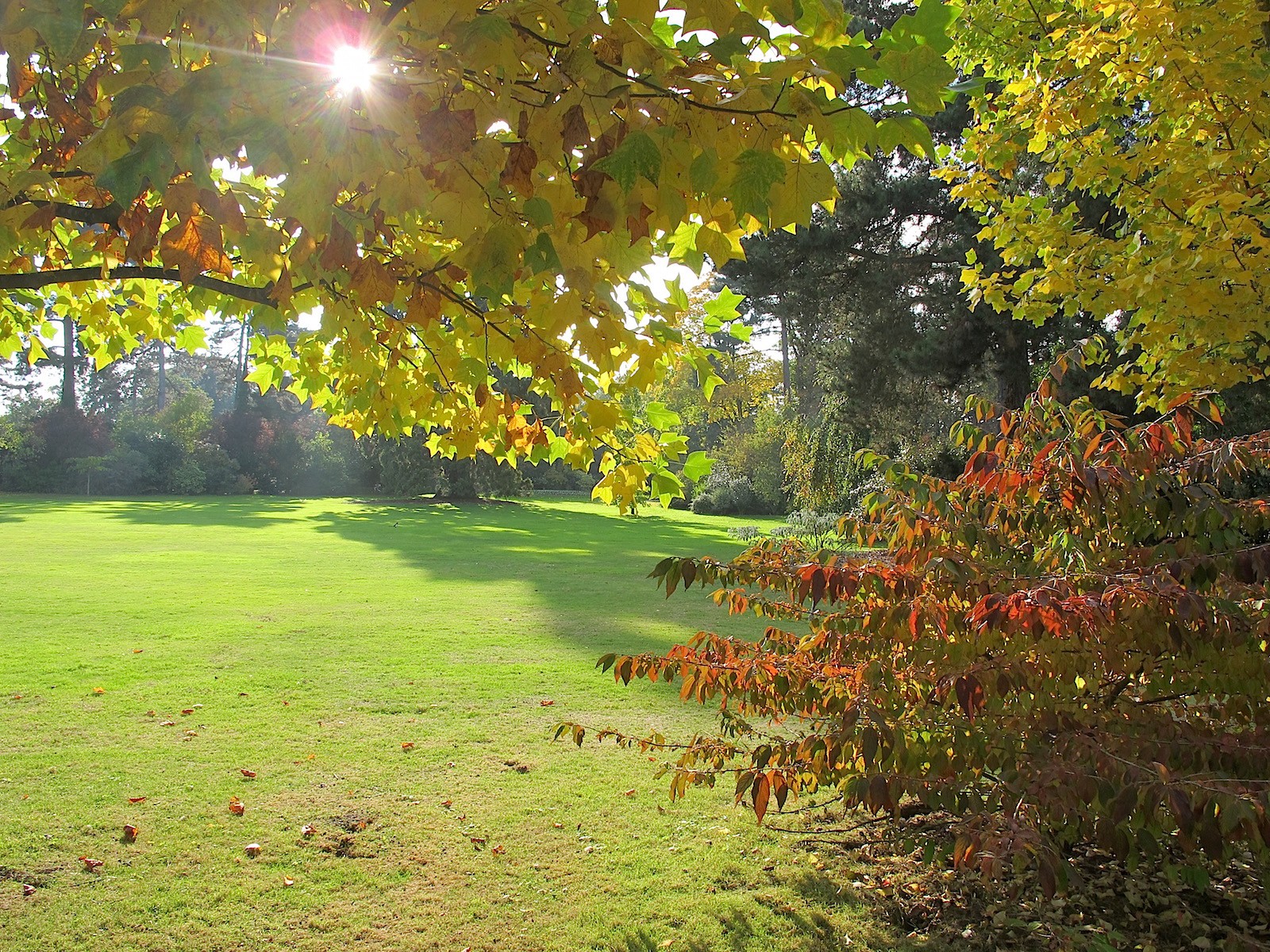 Wallpapers Nature Trees - Forests Automne au Pré Catelan