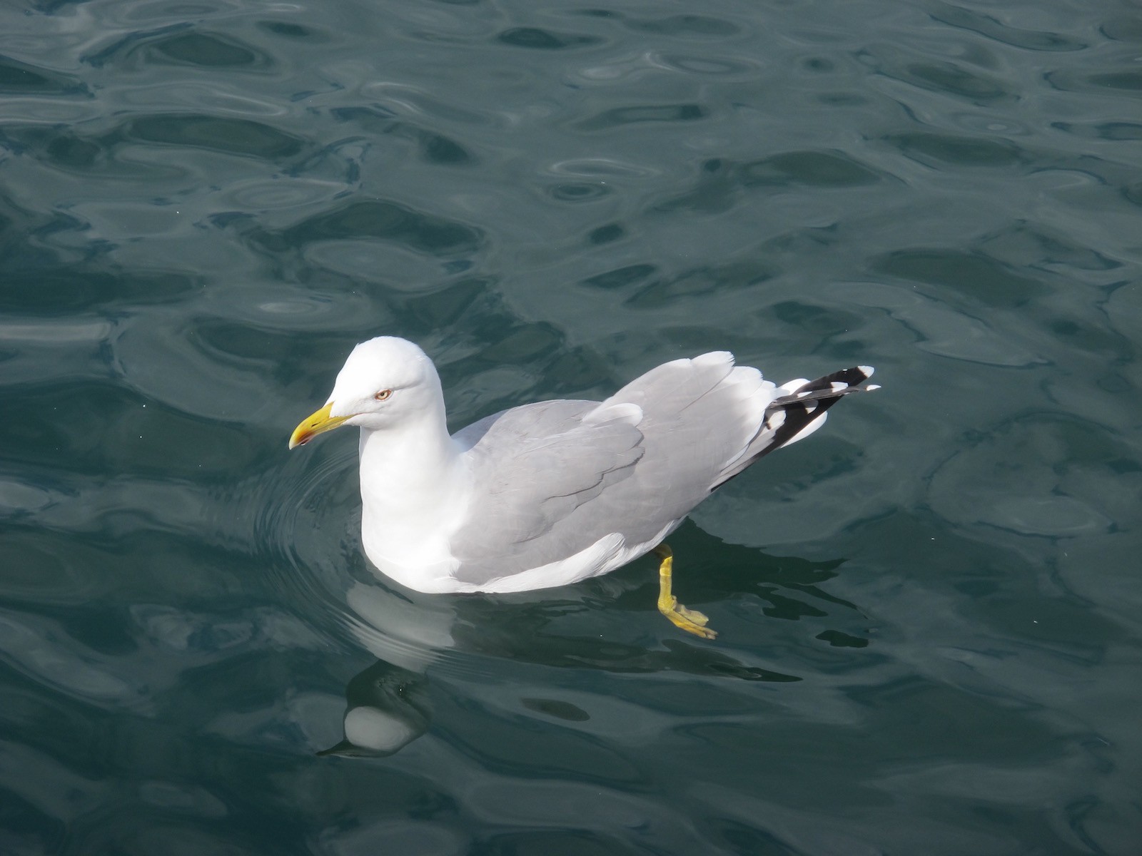 Wallpapers Animals Birds - Gulls Sur le port