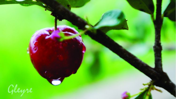 Wallpapers Nature Fruits Acerola fruits au Brésil