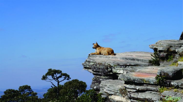 Wallpapers Animals Dogs Chien gardien vigilant