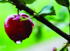  Nature Acerola fruits au Brésil