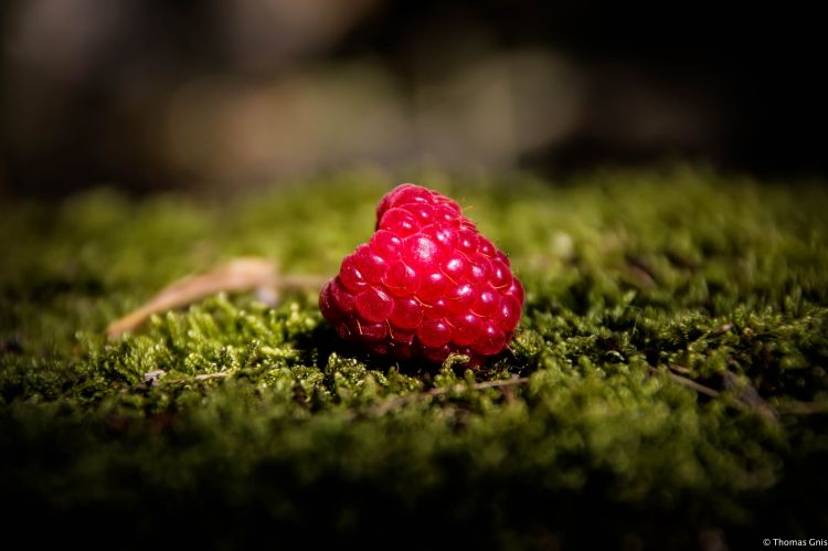 Wallpapers Nature Fruits Framboise