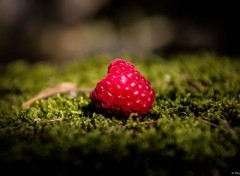  Nature Framboise