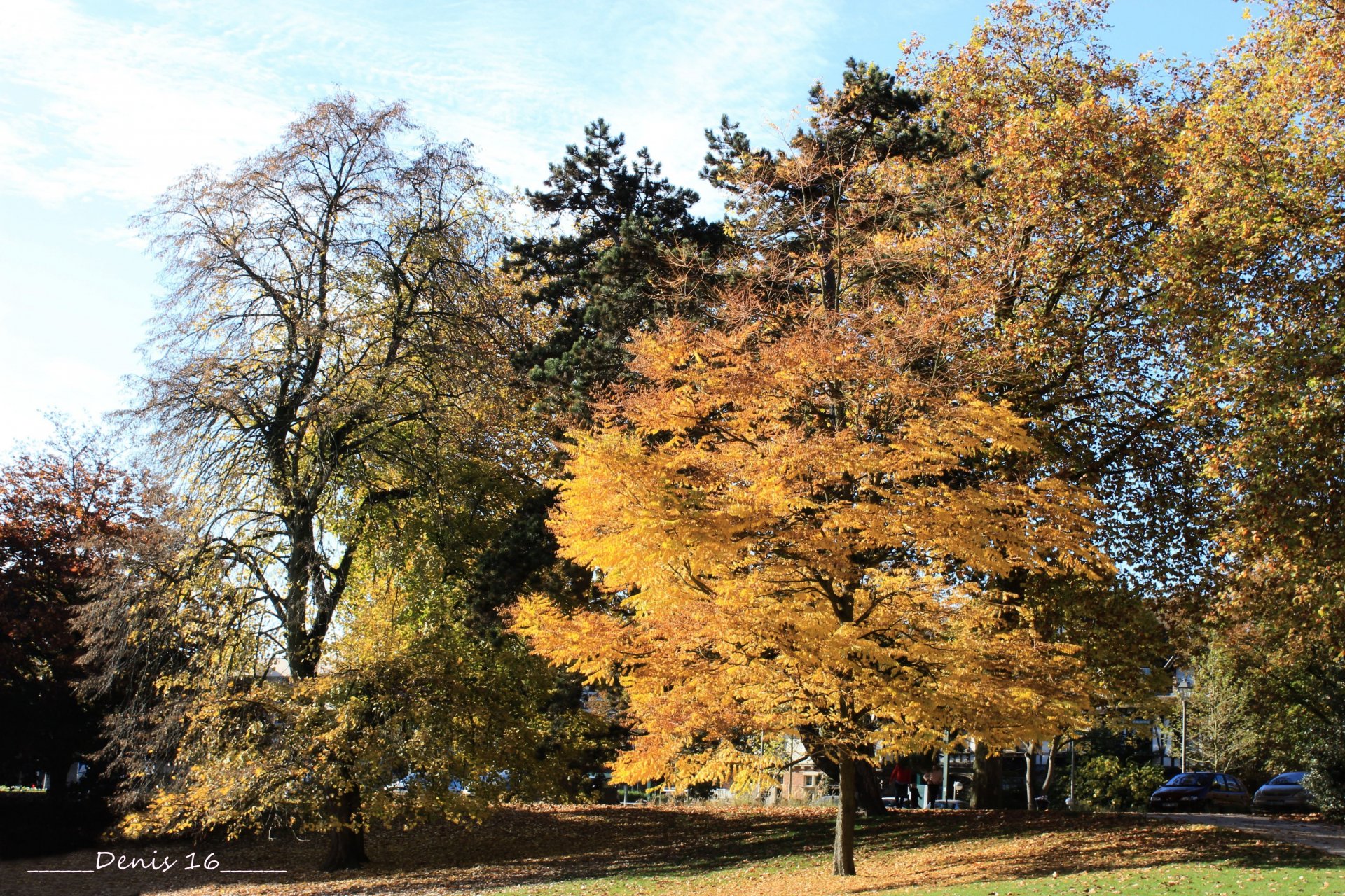 Fonds d'cran Nature Arbres - Forts PARCS ET JARDINS