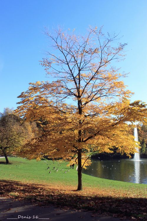 Fonds d'cran Nature Arbres - Forts PARCS ET JARDINS