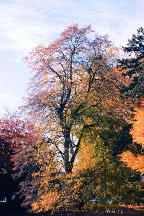 Fonds d'cran Nature Arbres - Forts PARCS ET JARDINS