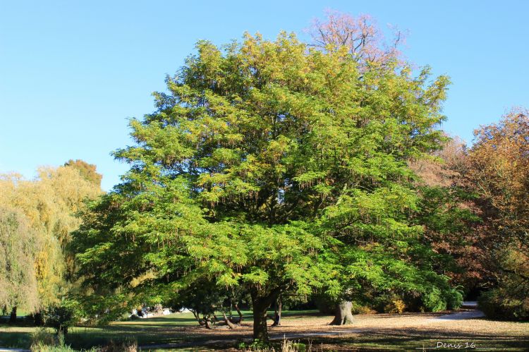 Fonds d'cran Nature Arbres - Forts PARCS ET JARDINS