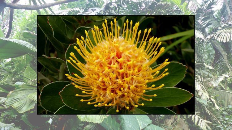 Fonds d'cran Nature Fleurs Beauté tropicale