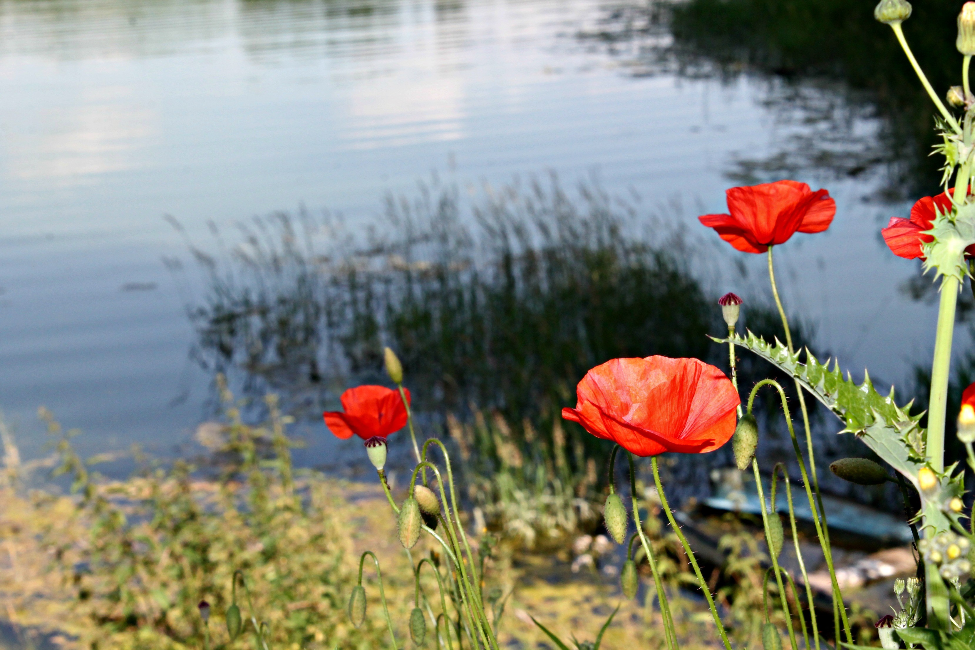 Fonds d'cran Nature Fleurs 