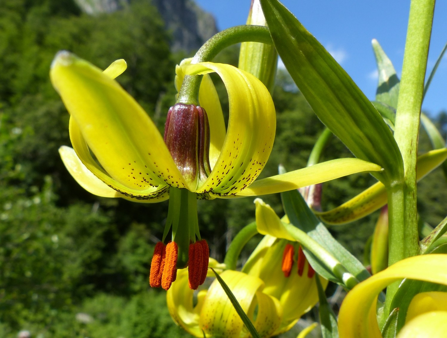 Fonds d'cran Nature Fleurs Lys des Pyrénées