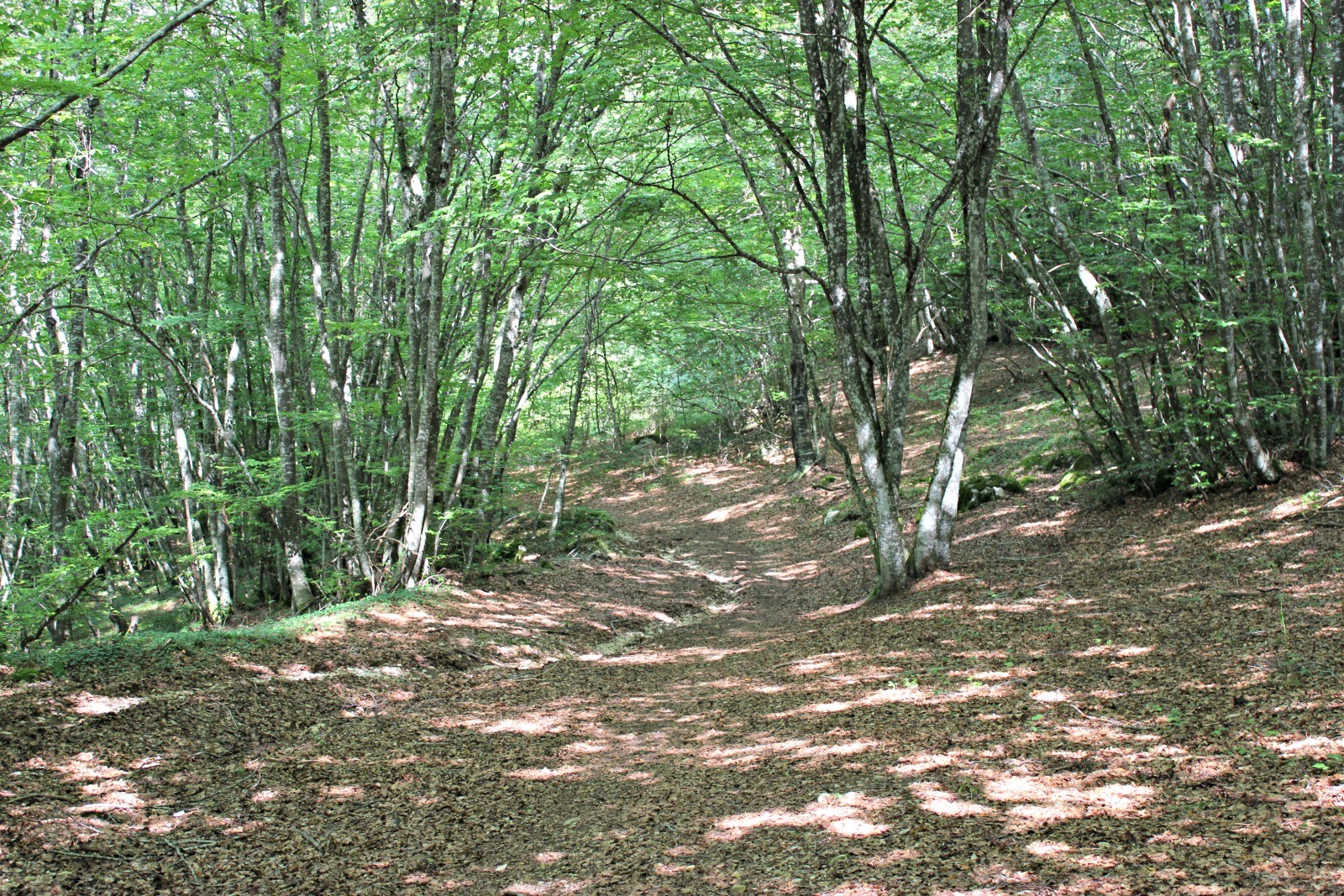 Fonds d'cran Nature Arbres - Forts 