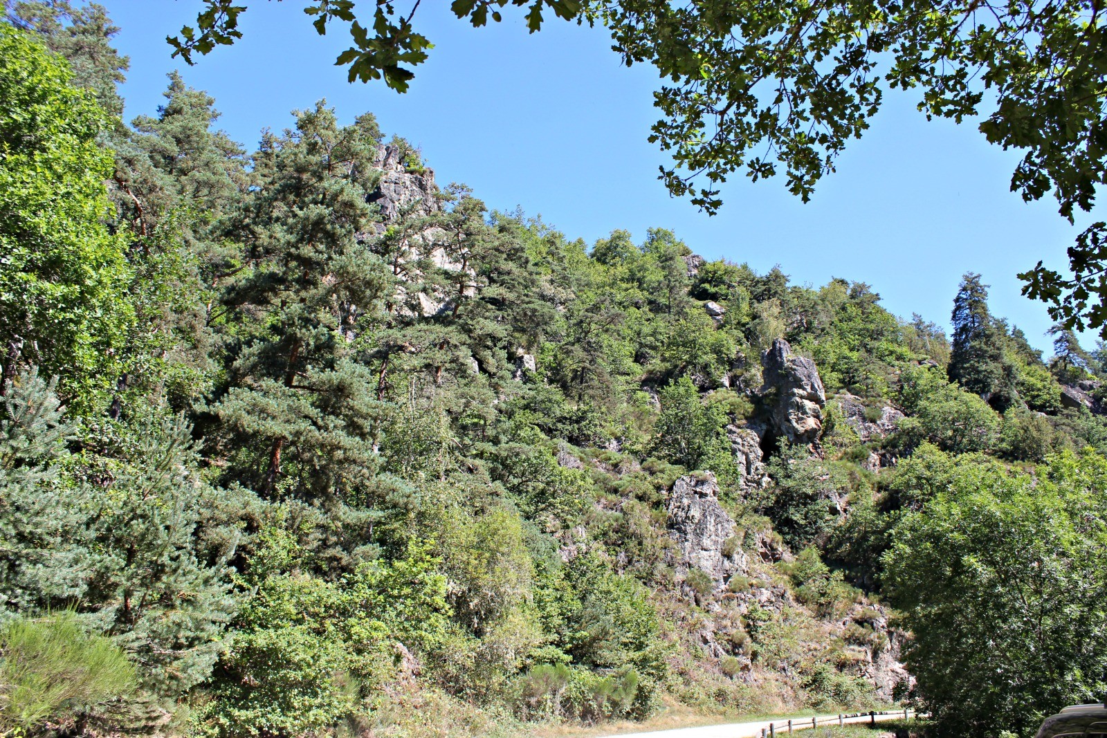 Fonds d'cran Nature Arbres - Forts 