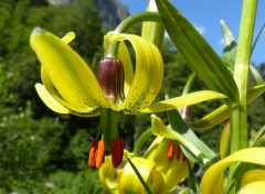  Nature Lys des Pyrénées