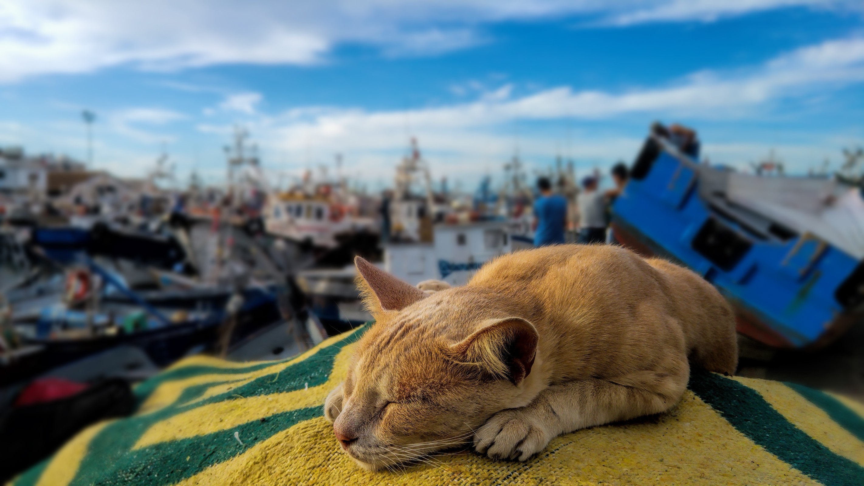 Fonds d'cran Animaux Chats - Chatons 